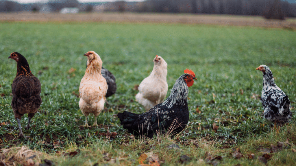 capa site sm aves e ovos